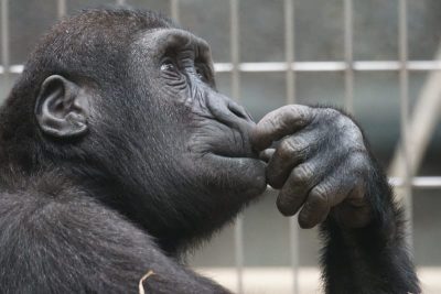 thinking ape