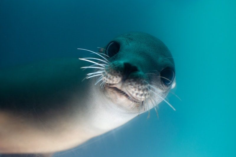 seal looking at you